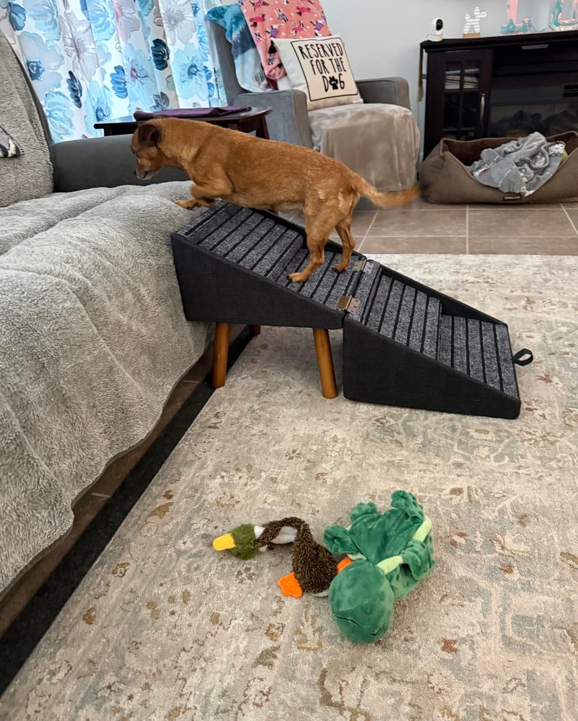 Customer photo review of 2-in-1 Foldable Dog Stairs Ramp for Bed and Couch