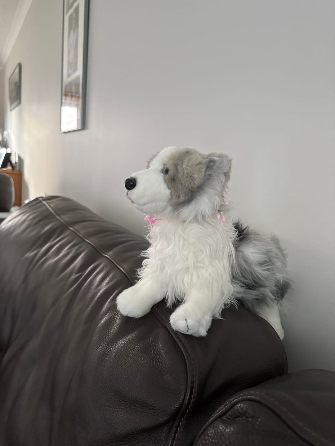 Customer photo review of Blue Merle Border Collie Plush – Soft, Lifelike, and Perfect for Dog Lovers
