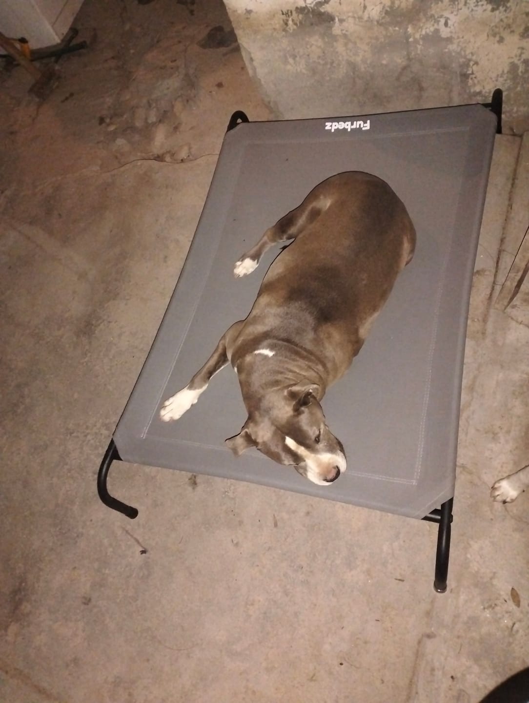 Customer photo review of Cama Elevada para Perros