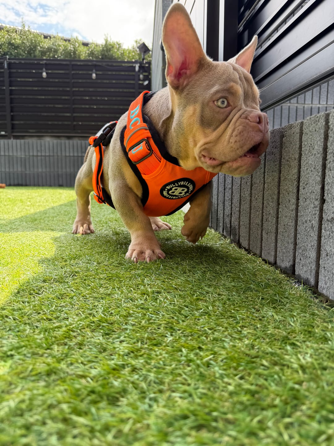 Customer photo review of Comfort Premium Harness | Non Restrictive - Orange