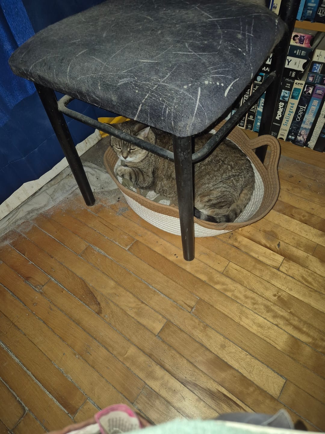Customer photo review of Instinct Basket | Meet the first research-backed natural territory for indoor cats