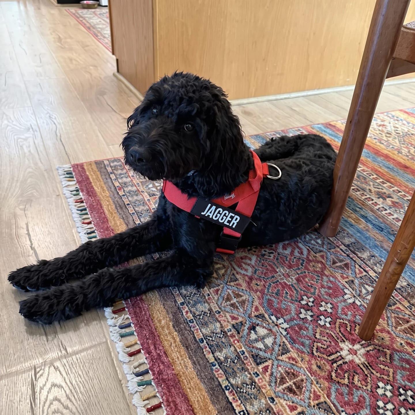 Customer photo review of DogFriend™ Arnés Antitirones Personalizado