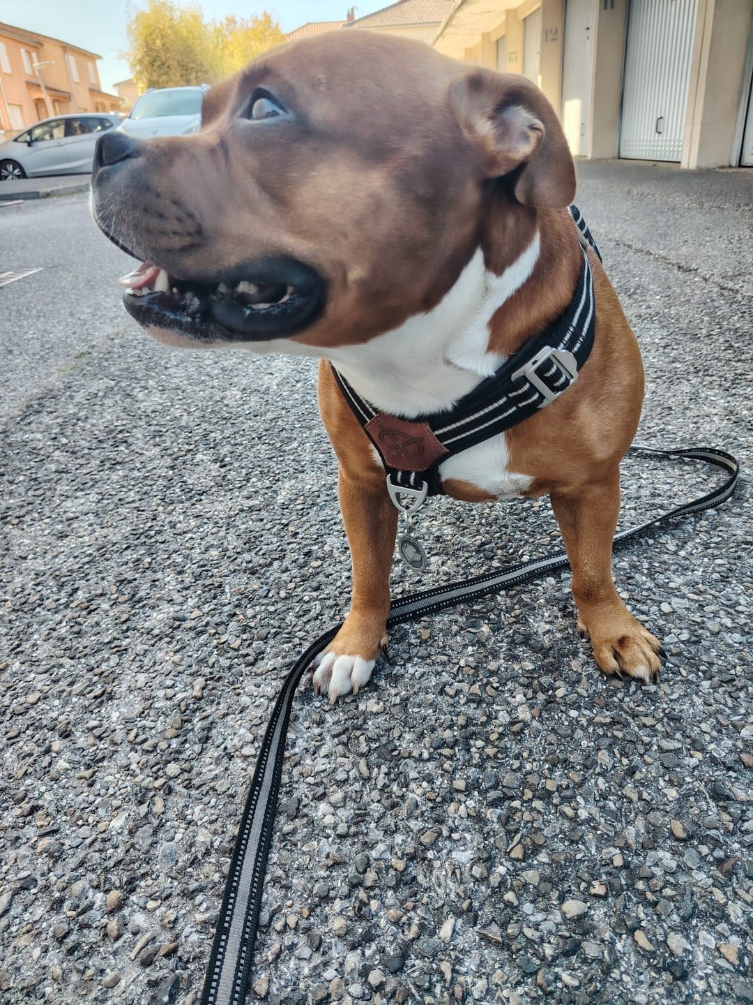 Customer photo review of Staffordshire Bull Terrier 1935® Harness & Leash Set - Black