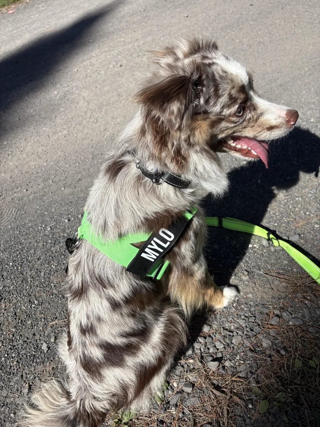 Customer photo review of DogFriend™ Arnés Antitirones Personalizado