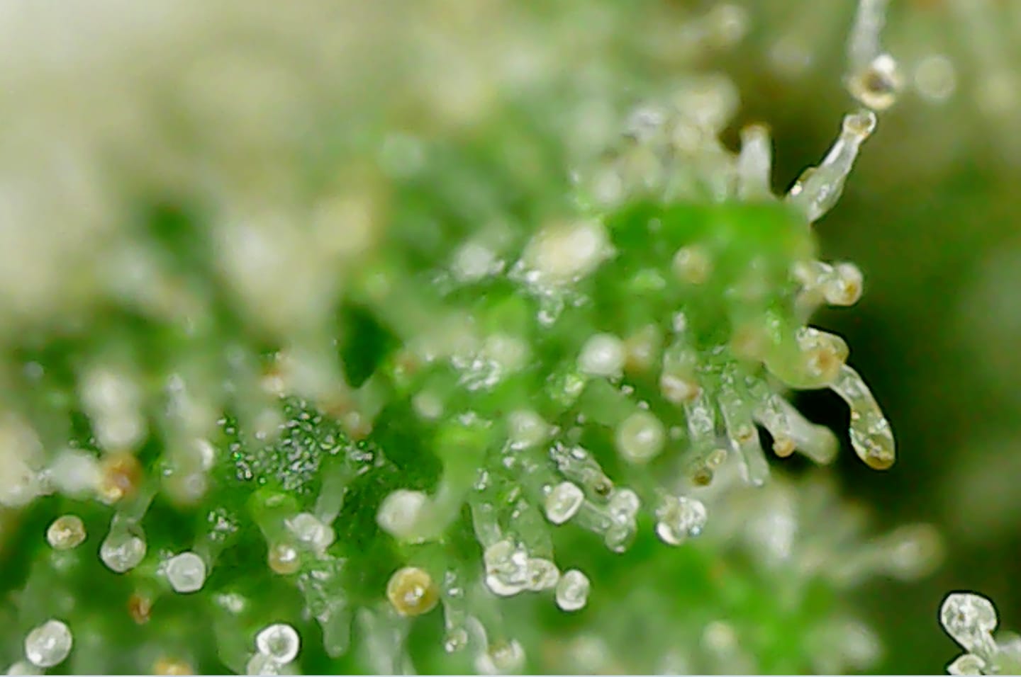 Customer photo review of Brain Fog Bundle - 8 Strains x 6 Feminized Seeds Each