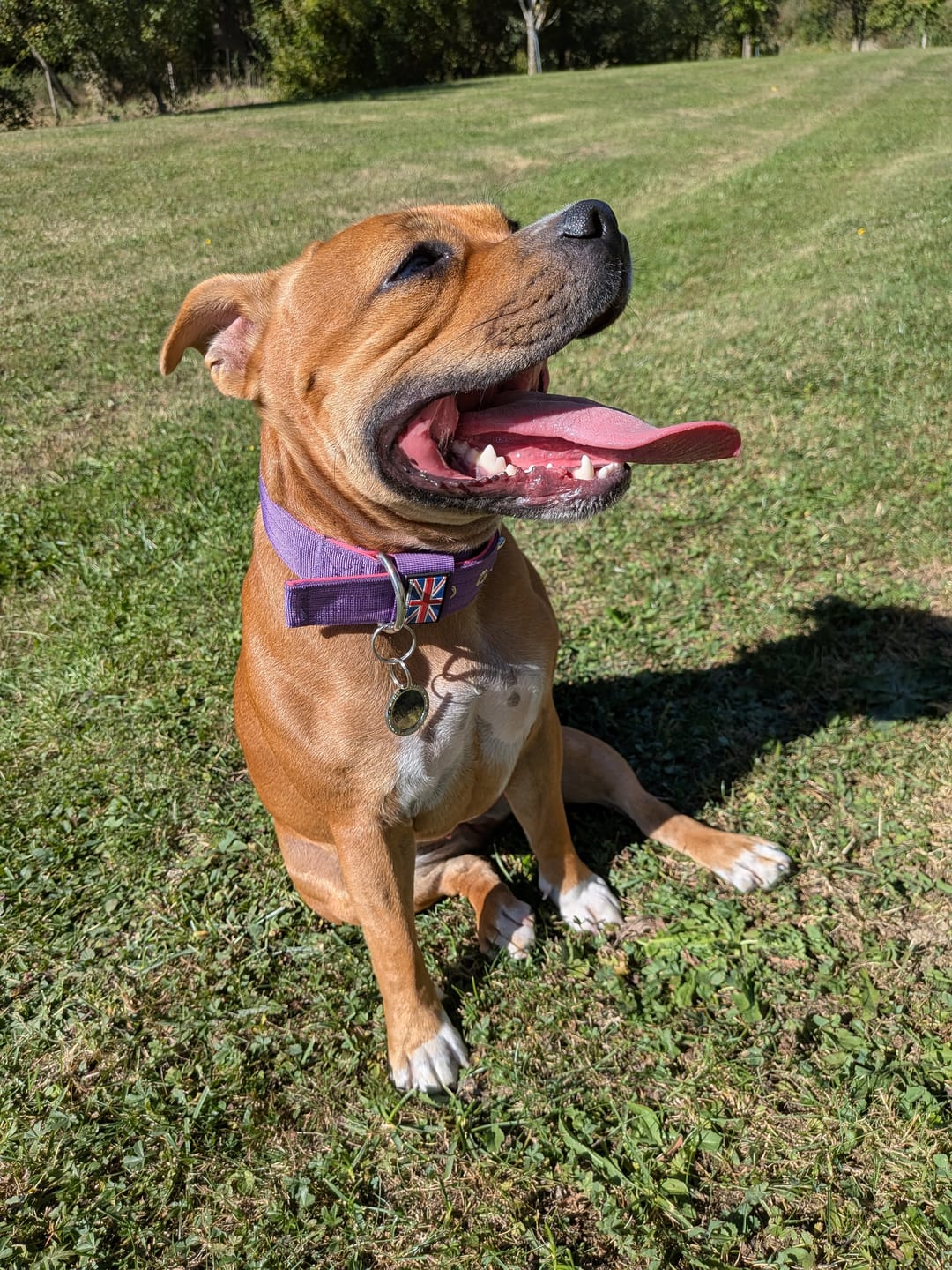Customer photo review of Staffordshire Bull Terrier 1935® Nylon Collar - Purple & Neon Pink
