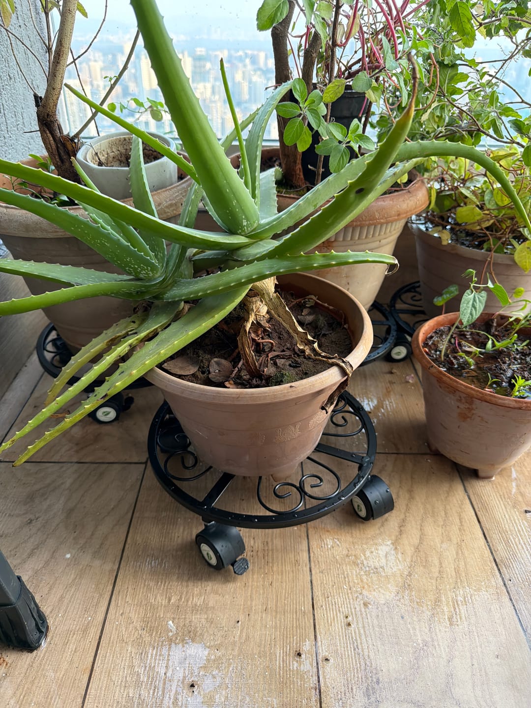 Customer photo review of TryGreen Luna Wheel Rolling Plant Stand for Planters
