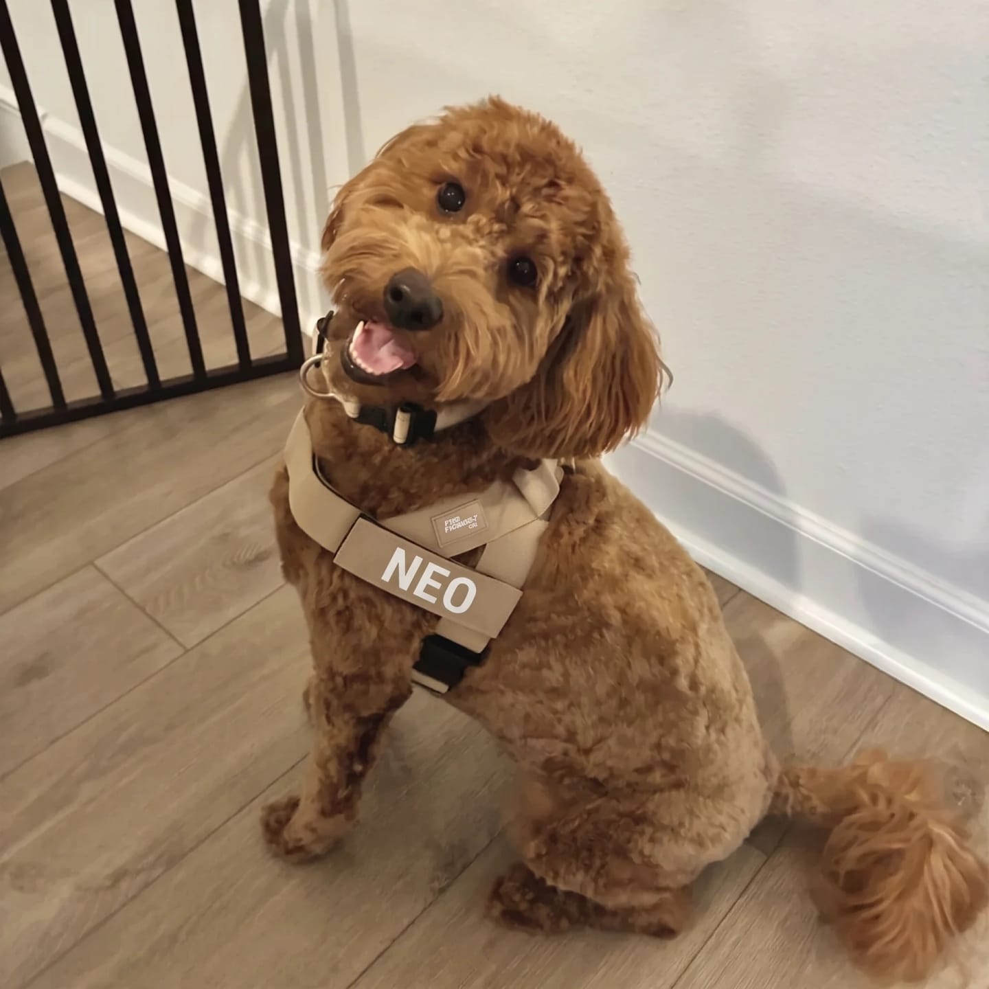Customer photo review of DogFriend™ Arnés Antitirones Personalizado