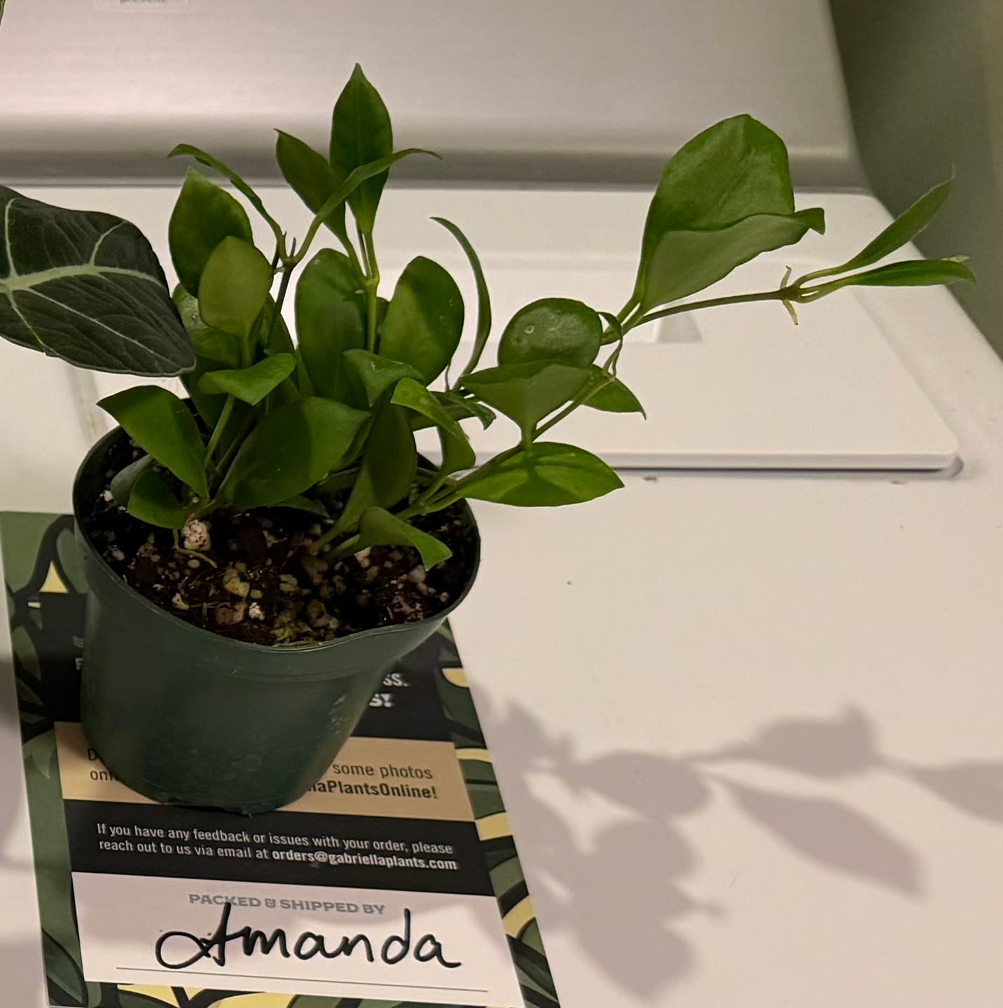 Customer photo review of Hoya heuschkeliana