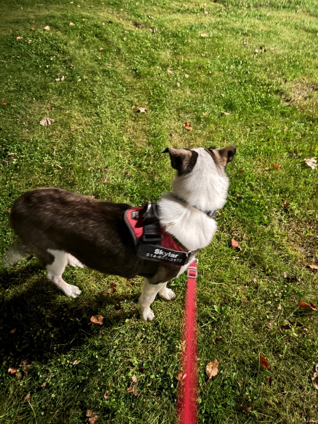Customer photo review of Dogshood ™ Ergonomic Harness