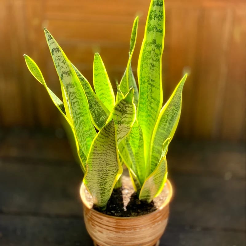 Customer photo review of Snake Plant in a 4.5” nursery, Air purifying plant, Best indoor air purifier, Low light houseplant, Sansevieria plant, Easy care houseplant