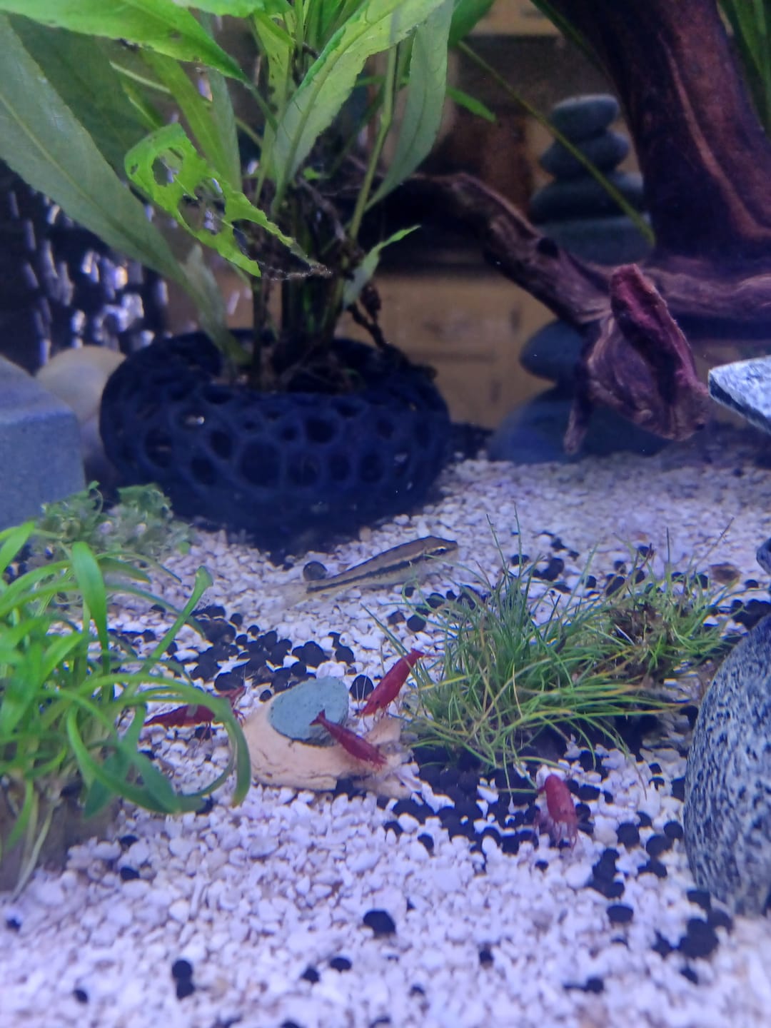 Customer photo review of Fire Red Cherry Shrimp (Bright Red Neocaridina)