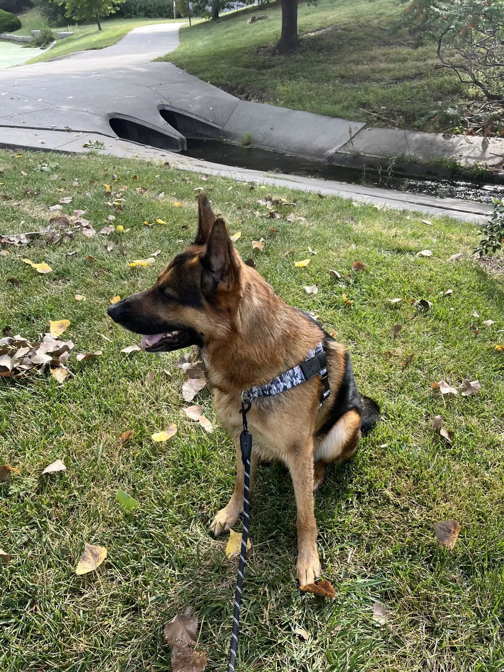 Customer photo review of DogFriend™ Arnés Antitirones Personalizado