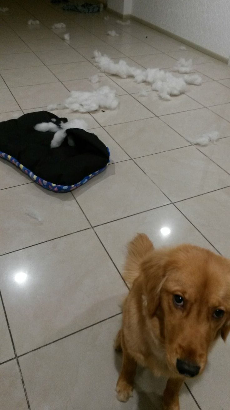 Customer photo review of Solo en Casa Sin Drama — Protocolo de 21 Días