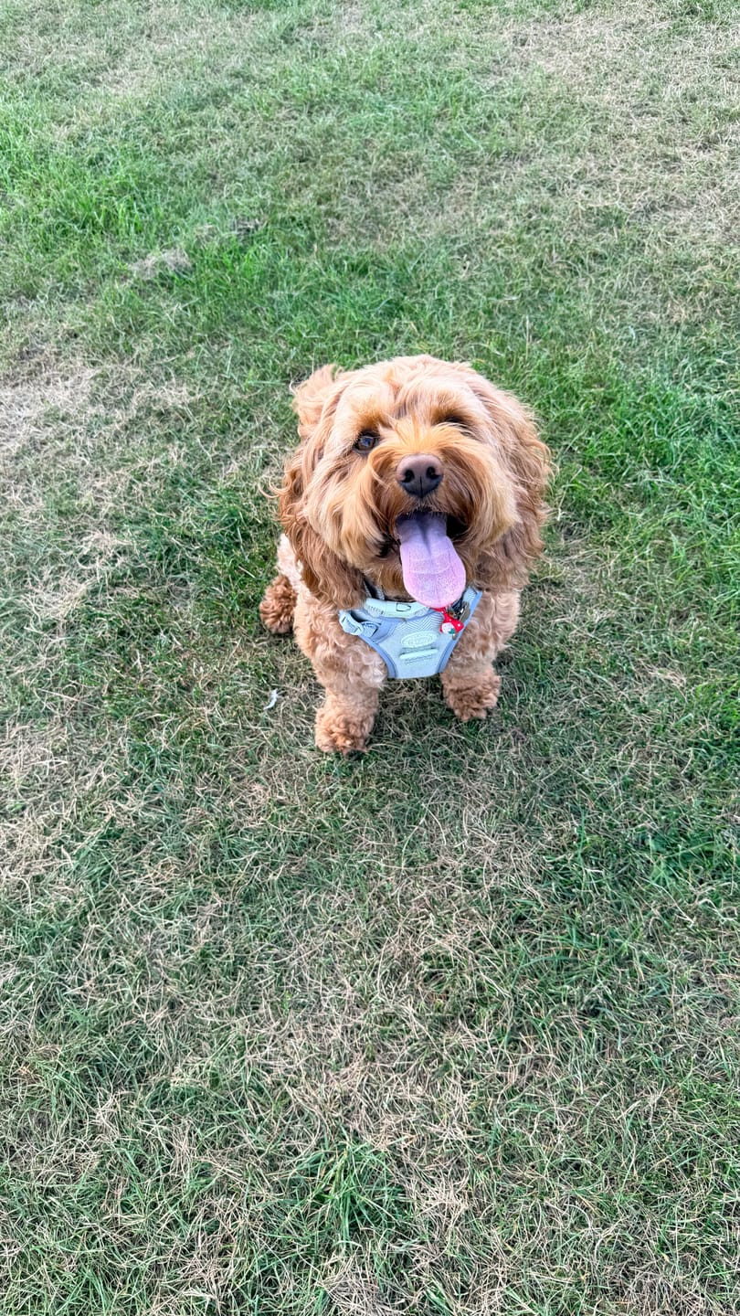 Customer photo review of Adjustable Collar - Colour Drops - Sage Tweed
