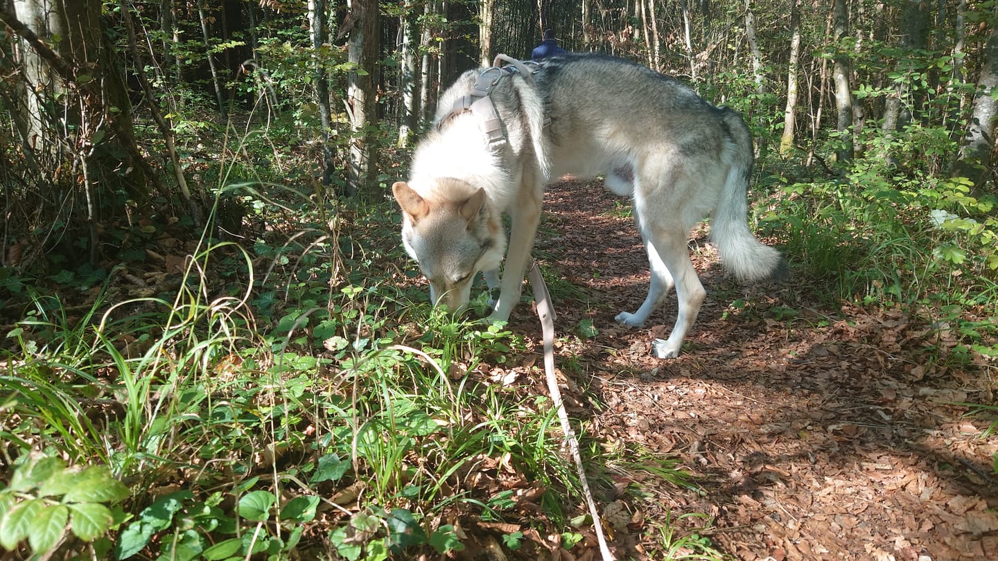 Customer photo review of Easy Walk Extreme Beige - Sele med snabbspänne
