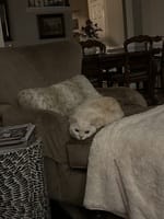 Customer photo review of Purectik Kedi/Köpek Sakinleştirici Set
