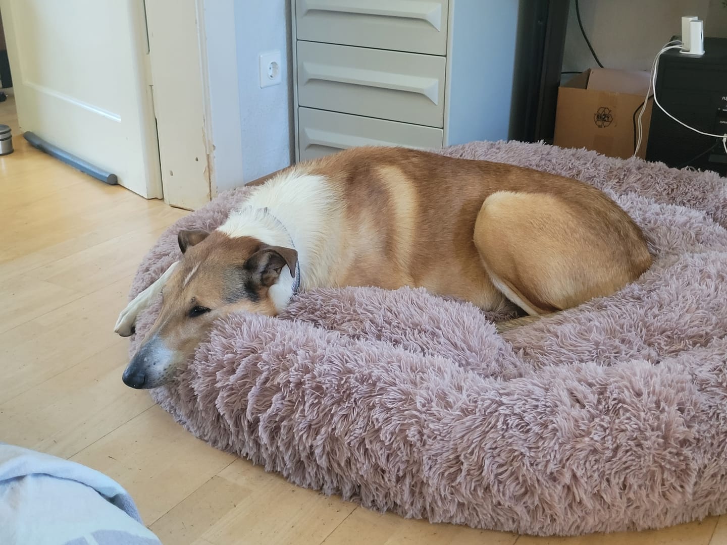 Customer photo review of Puppery Hundebett Wolke 7 - Das Original
