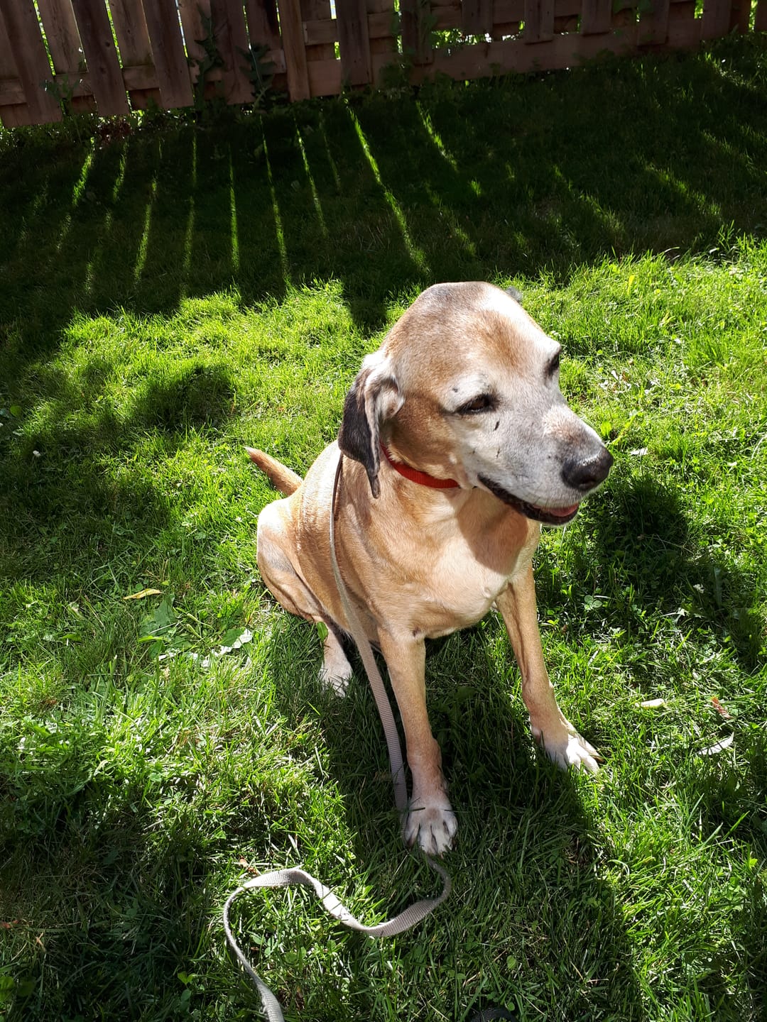 Customer photo review of Iron Paws Daily Human-Grade Superfood For Dogs