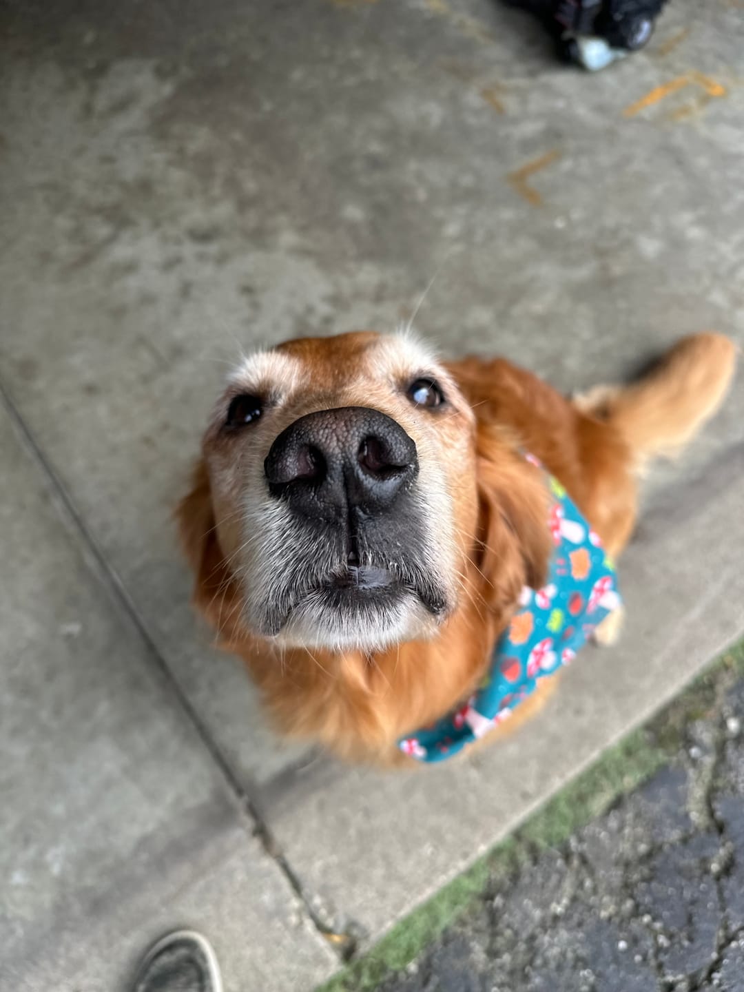 Customer photo review of FurLife™ - 12 Months All Natural Flea and Tick Tags for Dogs