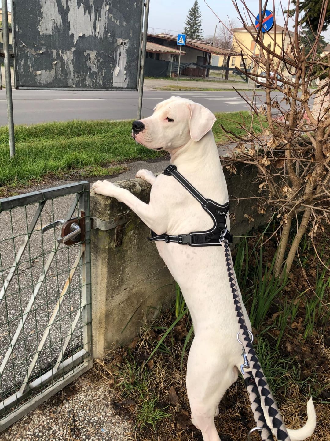 Customer photo review of Calm & Paw GiroSuave™
