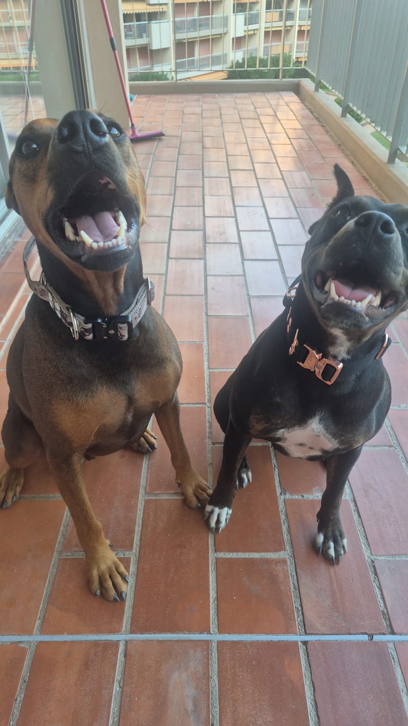 Customer photo review of Extreme Rose Buckle Svart - Starkt och säkert halsband