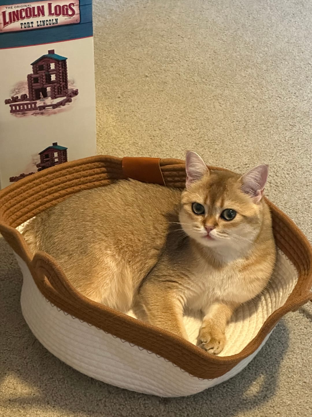 Customer photo review of Instinct Basket | Meet the first research-backed natural territory for indoor cats