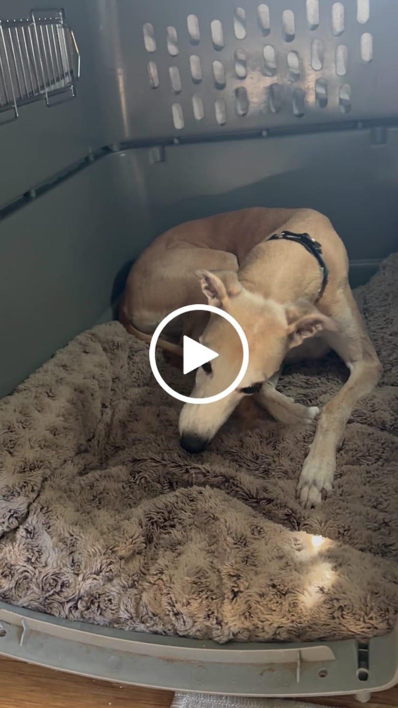 Customer video review of Dehydrated Chicken Feet - Crunchy Dog Treats