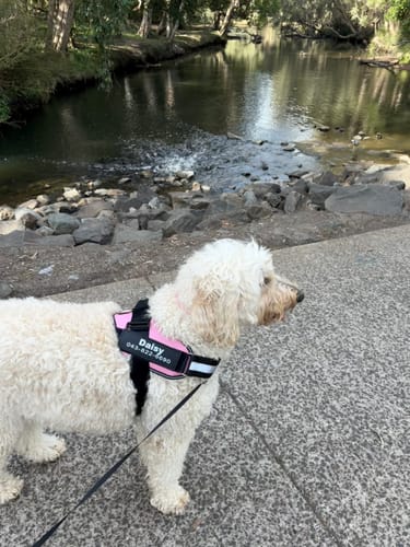 Customer's Groodle wearing a pink Dogshood No Pull Harness while standing near a river.