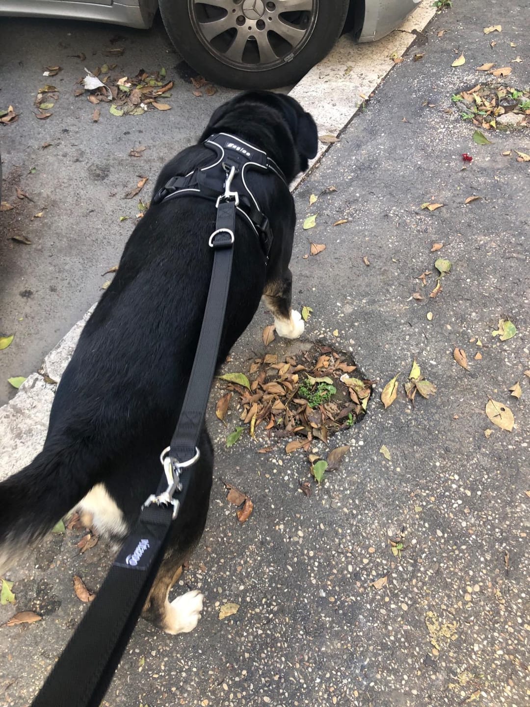 Customer photo review of Calm & Paw GiroSuave™