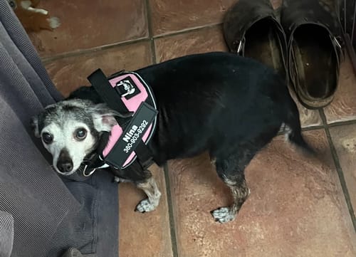 Customer's dog wearing a pink Dogshood No Pull Harness with a personalized name patch, standing on a tile floor.