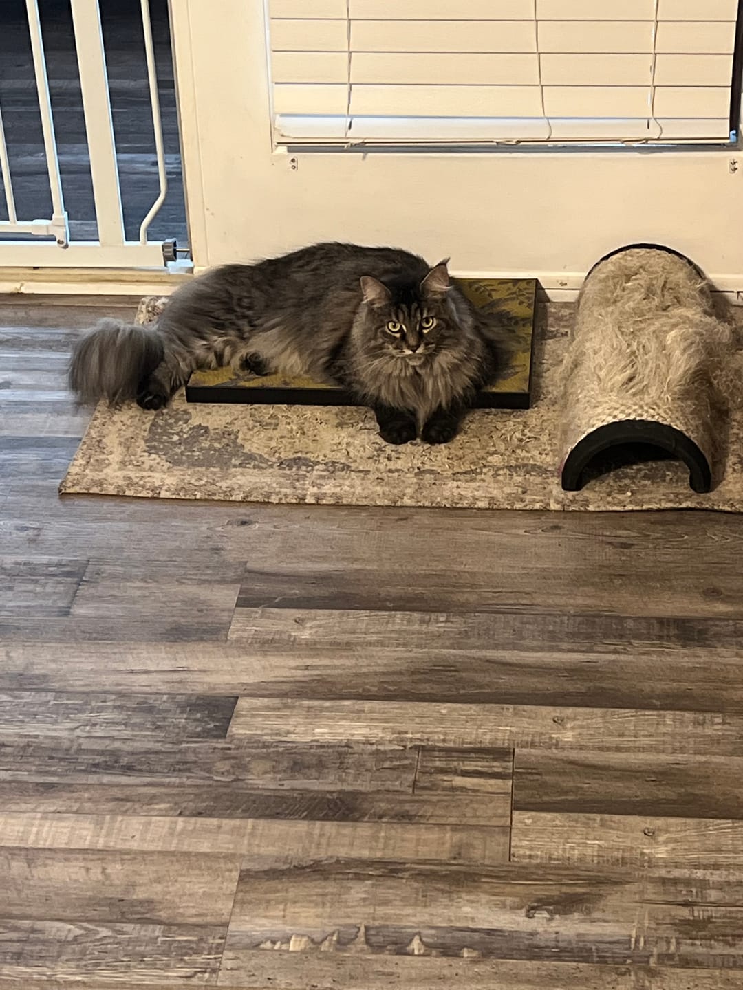 Customer photo review of Little Birds - Luxury Cat Scratching Board