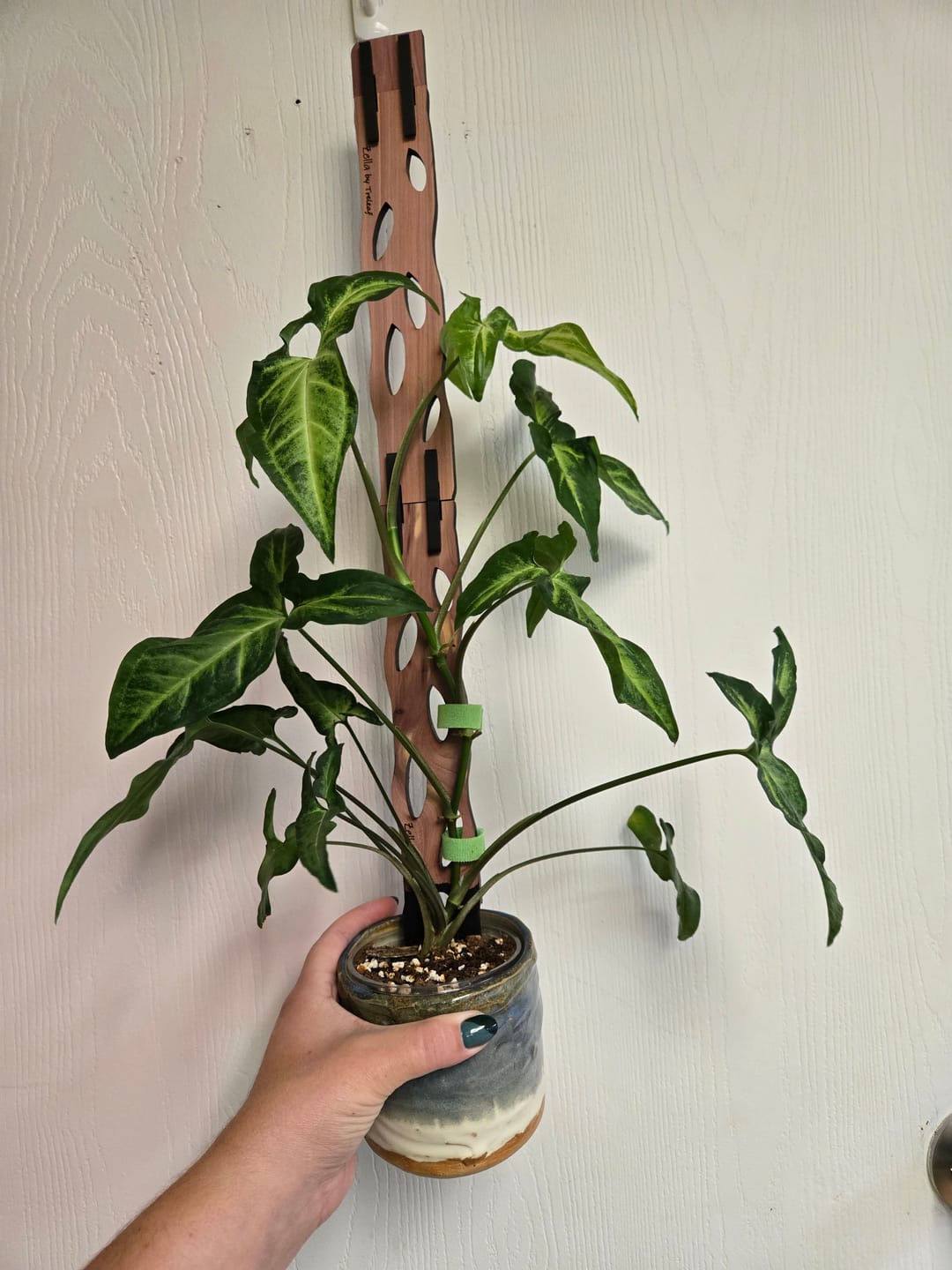 Customer photo review of Zella - Wooden Extendable Plant Support