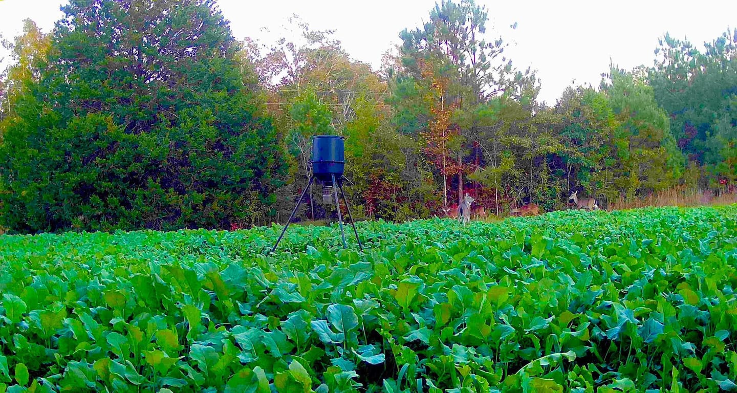 Customer photo review of Late Season Brassicas