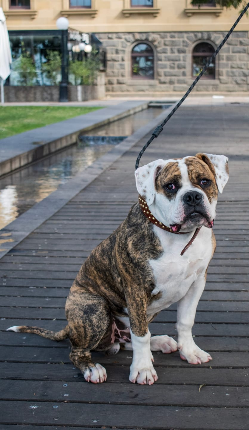 Customer photo review of Hand Made Leather Dog Collar - RuffNeck Brown and Brass (Wide Fit)