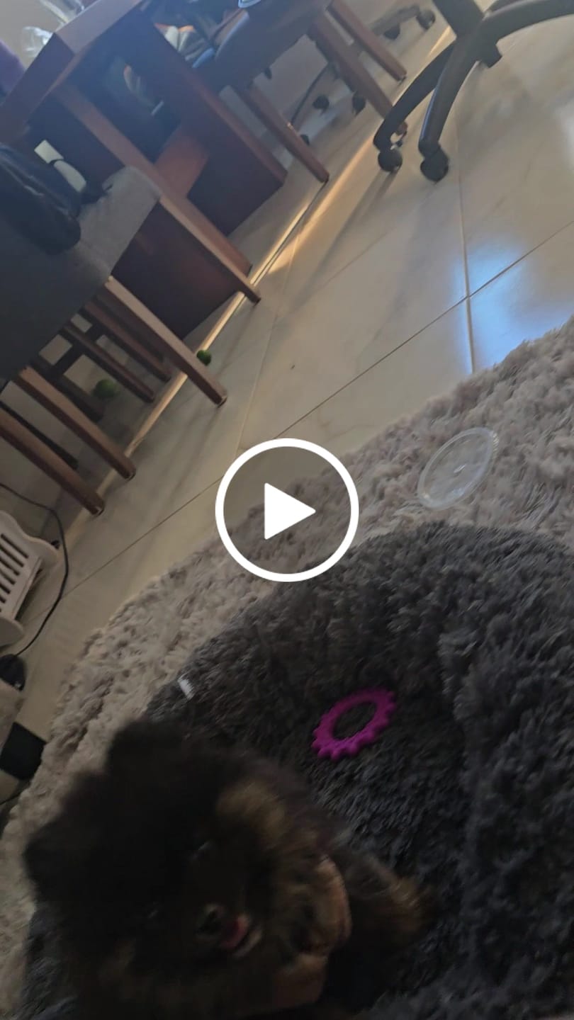 Customer video review of Cobija Impermeable para Perros