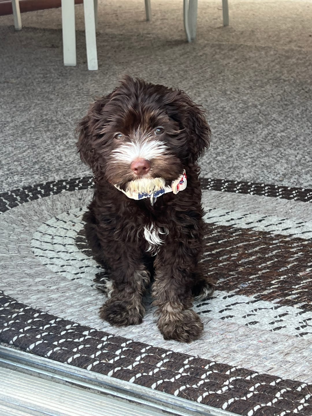 Customer photo review of Wholly Pup Gift Card