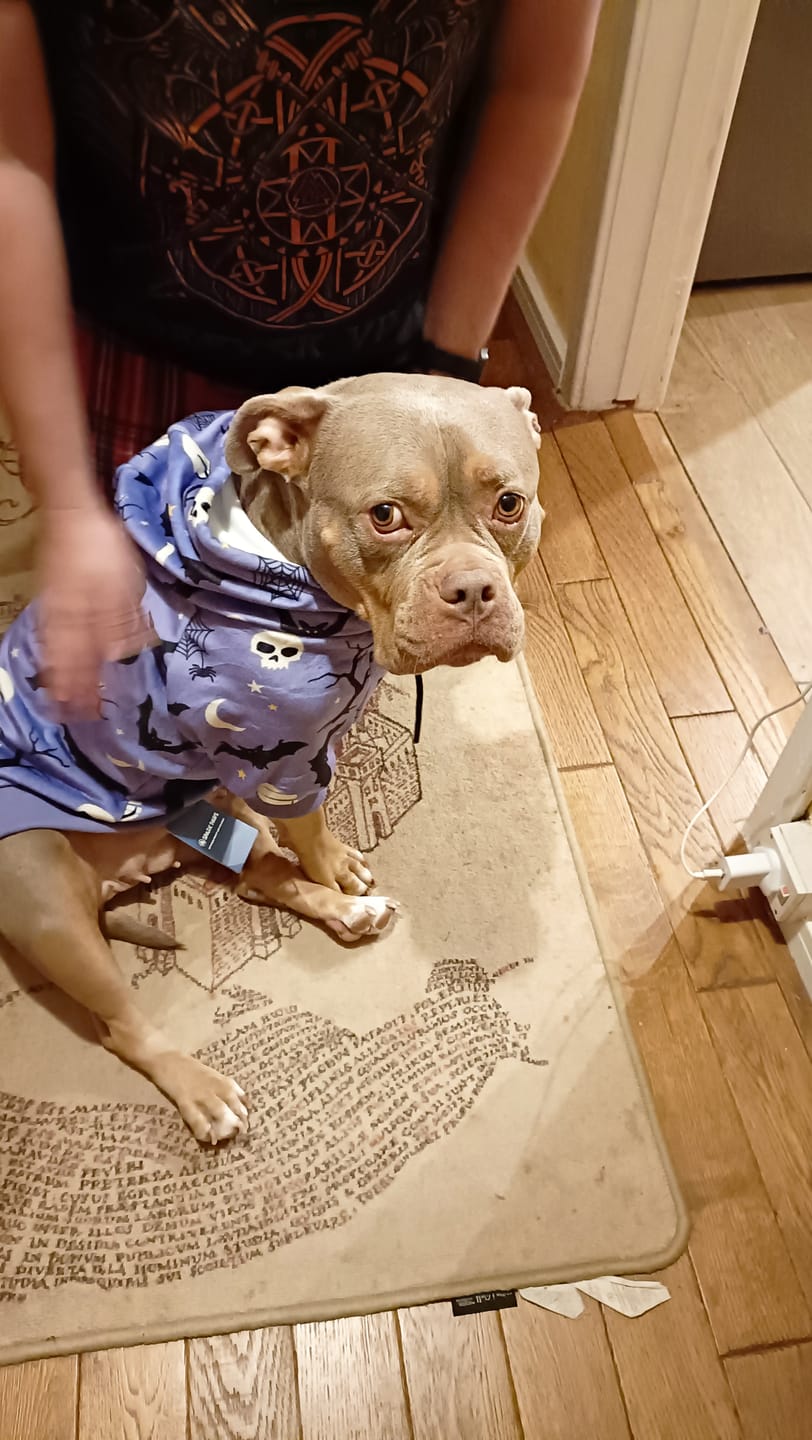 Customer photo review of Halloween Dog Hoodie - Purple
