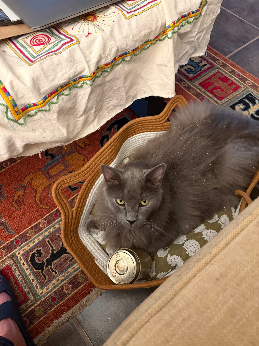 Customer photo review of Instinct Basket | Meet the first research-backed natural territory for indoor cats
