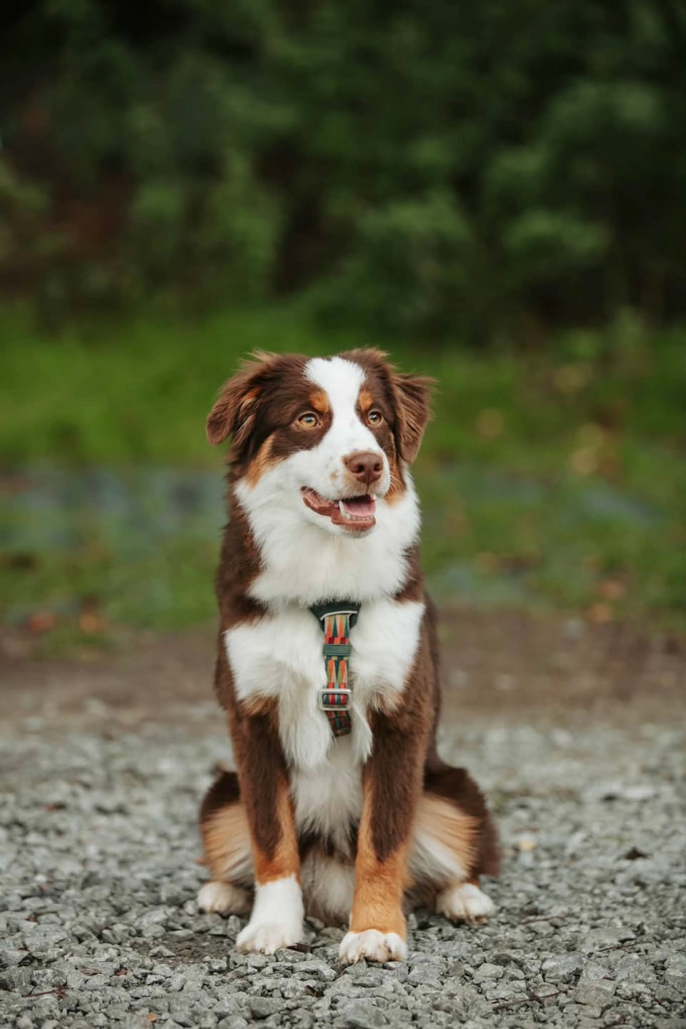 Customer photo review of Horizon Harness