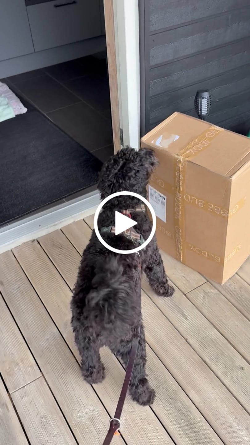 Customer video review of Globe Buddy Brown, dansk premium fuldfoder med insektprotein, 10 kg