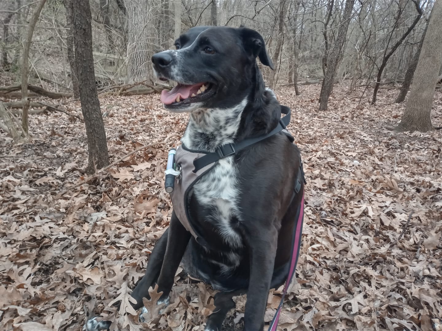 Customer photo review of OptiWize Collagen +Plus Dog and Cat Joint Health Supplement