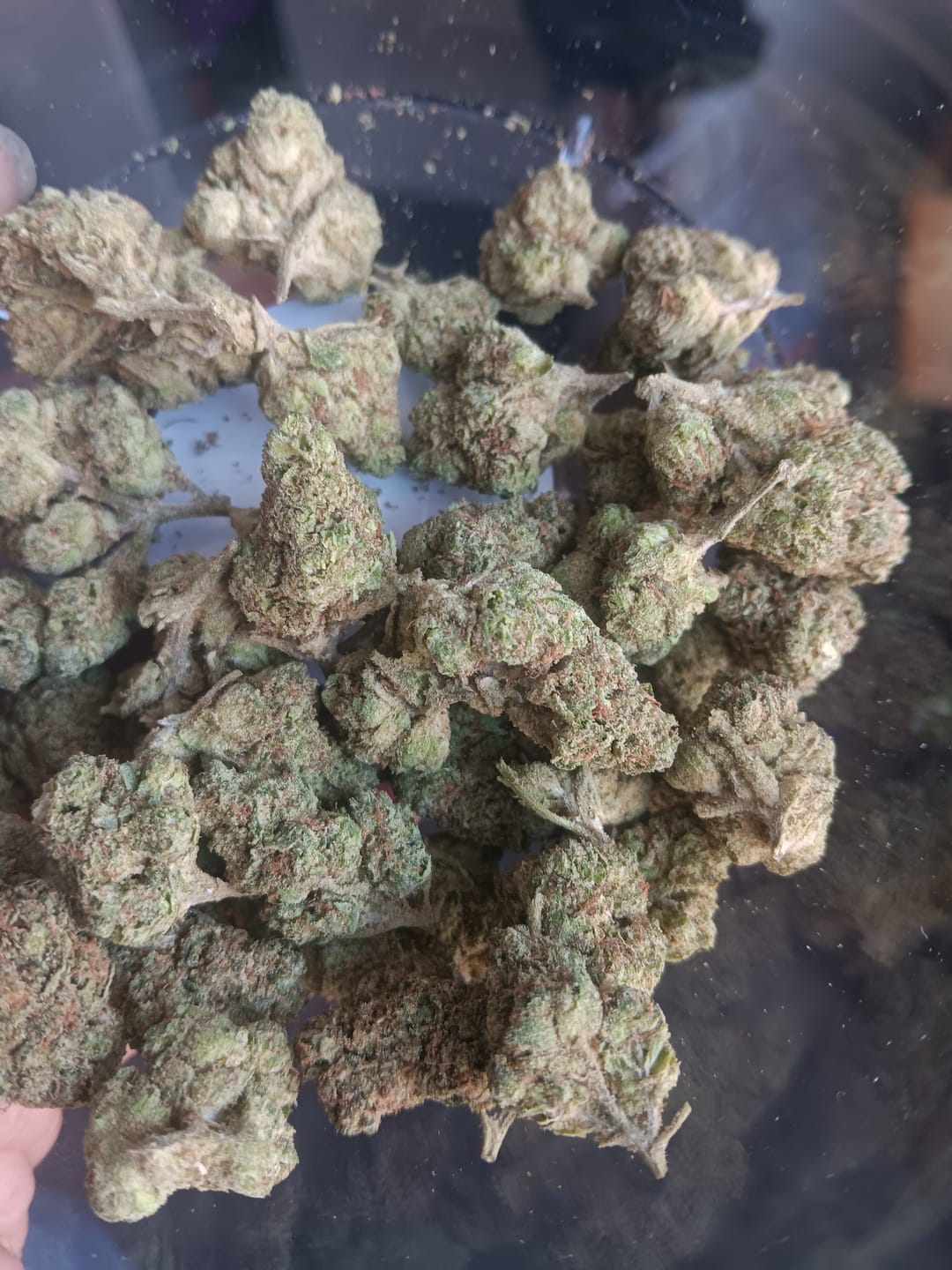 Customer photo review of Guava Lato - Bulk - Hybrid