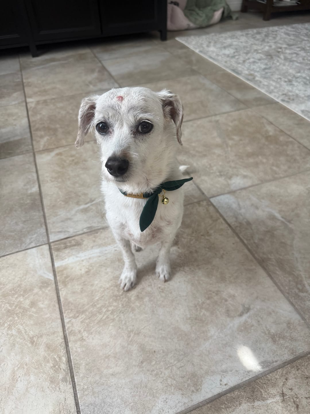 Customer photo review of Forest Green Bow Cat Collar