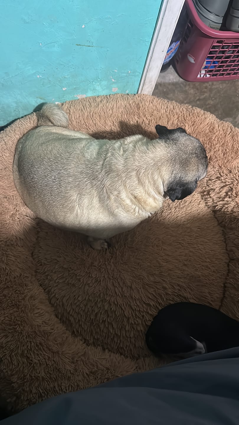 Customer photo review of Cama Elevada para Perros