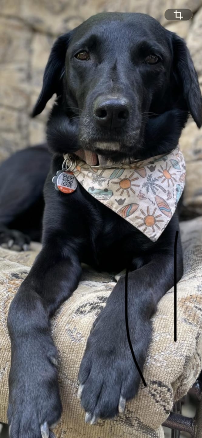 Customer photo review of ARTURO (Articulations) pour chiens et chats