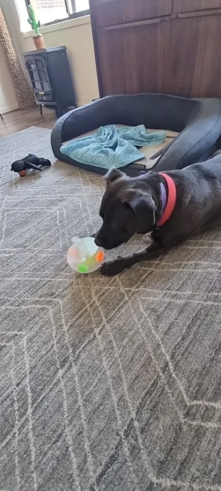 Customer photo review of Squeaky Soccer Ball