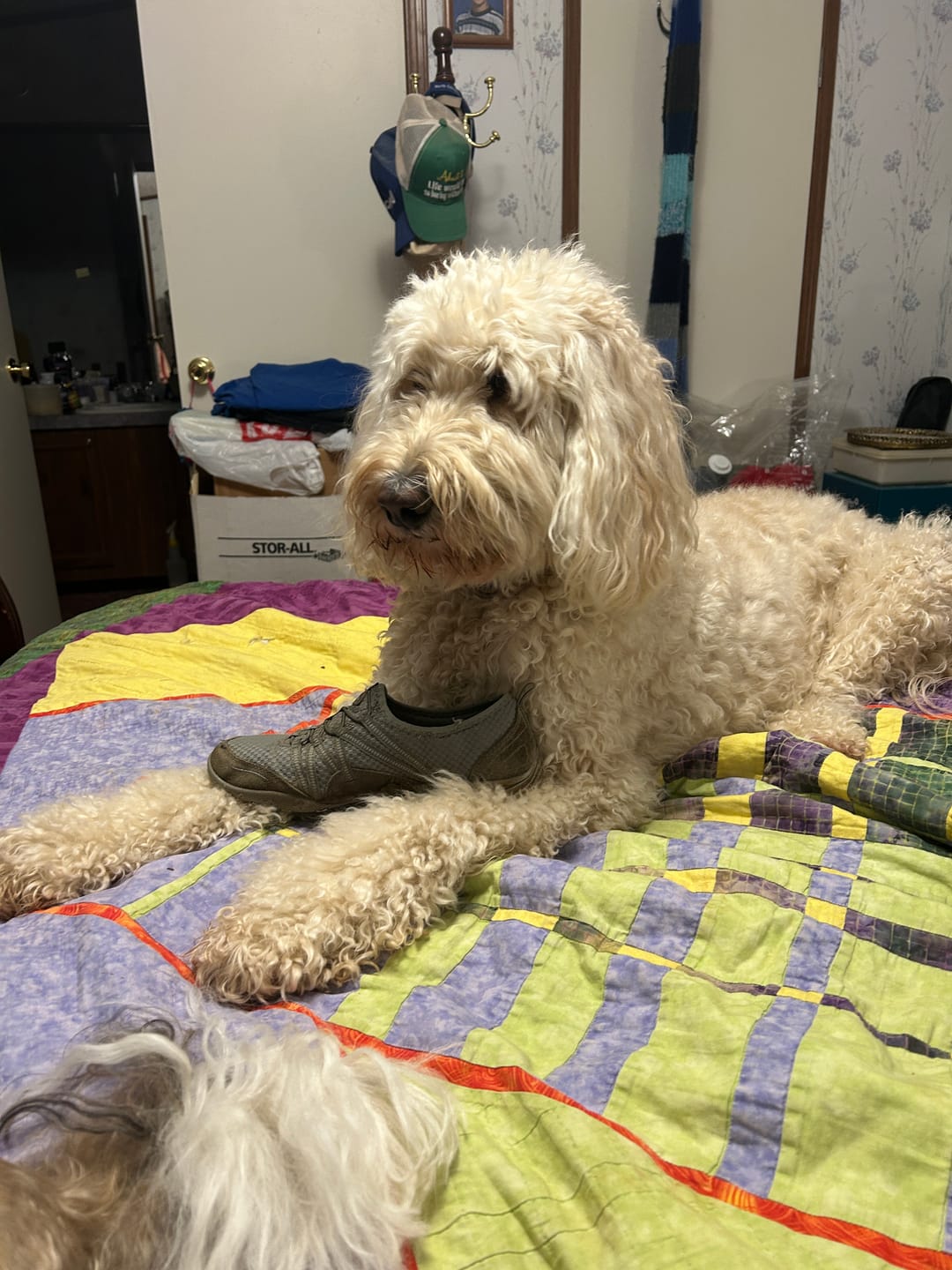 Customer photo review of Pet Dental Spray by Furaqua || Veterinarian Recommended 🏆