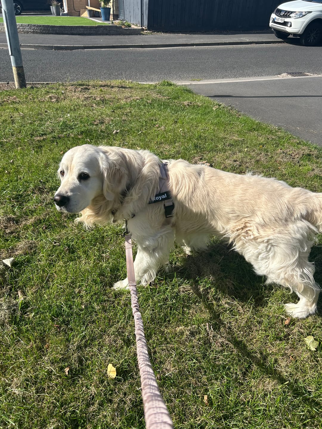 Customer photo review of ParoPet No Pull Dog Harness