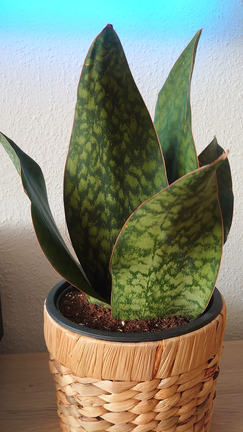 Customer photo review of SANSEVIERIA GRANDIS CROWN